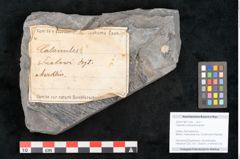 Foto (Objekt + Etikett) von Calamites suckowi Brongniart (NHMW-GEO-2024-0188-11255)